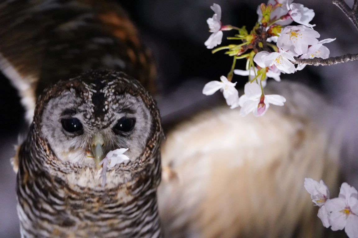 桜の花びらと一緒に写るフクロウの優しい表情