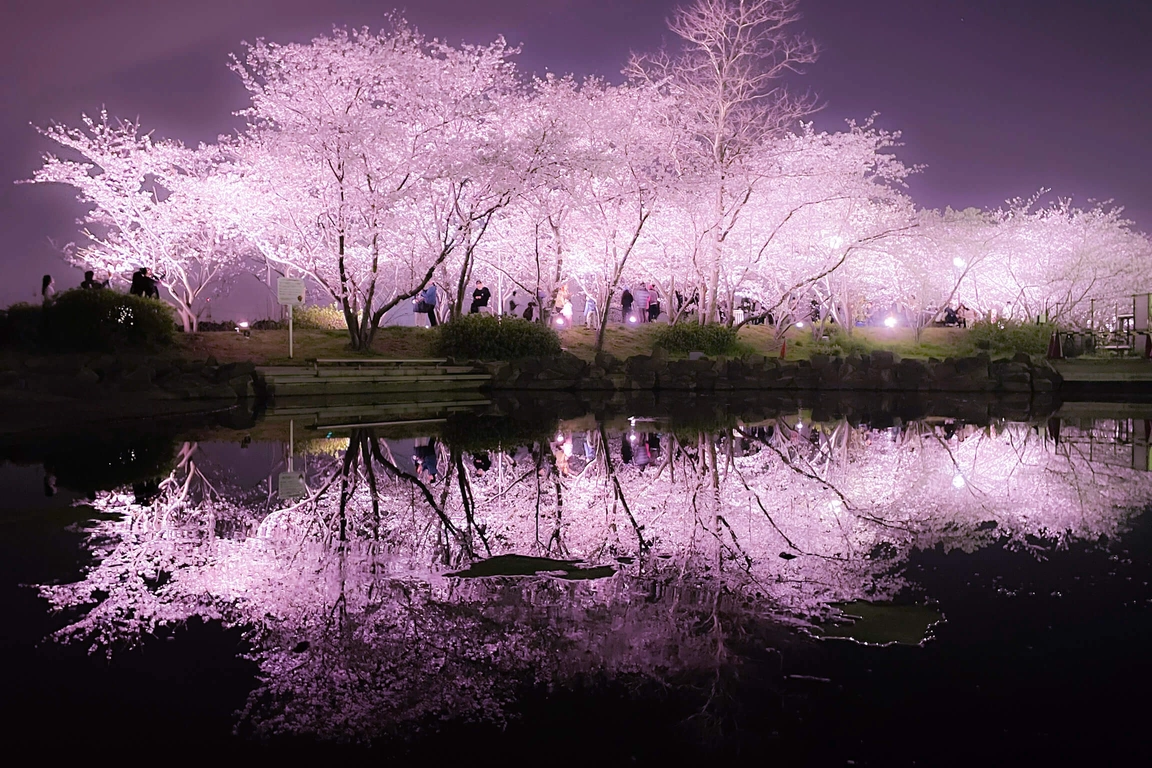 夜桜がライトアップされ水面に鏡のように映り込む幻想的な風景