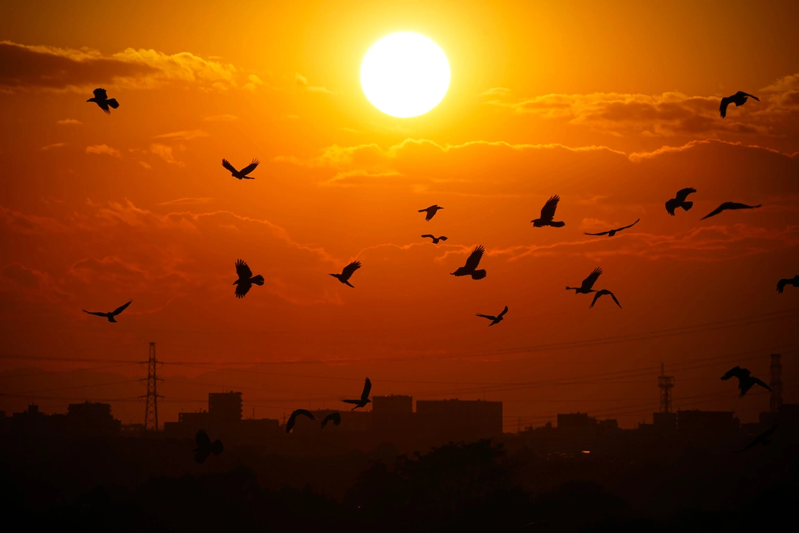 オレンジ色の夕日に向かって飛ぶ鳥たちのシルエット