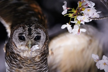 桜の花びらと一緒に写るフクロウの優しい表情