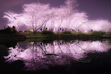 夜桜がライトアップされ水面に鏡のように映り込む幻想的な風景