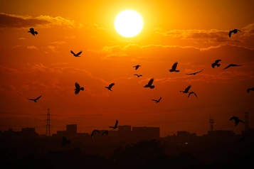 オレンジ色の夕日に向かって飛ぶ鳥たちのシルエット